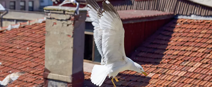 Residential Chimney Animal Removal Solution in Villa Park, IL